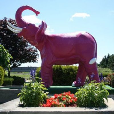 Pink Elephant at Silver Tee